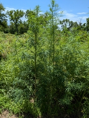 Hanf (Art) (Cannabis sativa): Herkunft und Verwendung — Foto 3