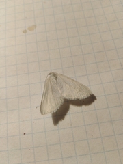 Lithostege farinata