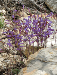 Penstemon scapoides
