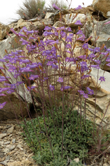 Penstemon scapoides