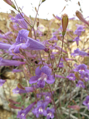 Penstemon scapoides