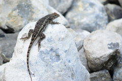 Sceloporus horridus