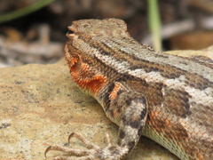 Sceloporus graciosus
