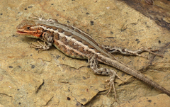 Sceloporus graciosus