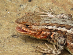 Sceloporus graciosus
