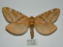 Sthenopis purpurascens