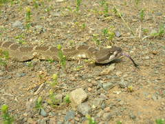 Crotalus oreganus