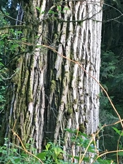 Certhia americana