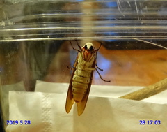 Rhodogastria similis