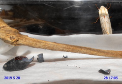 Rhodogastria similis