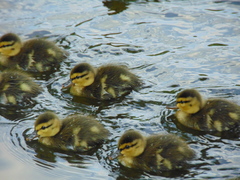 Mexican Duck photo 6