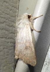Orthosia hibisci