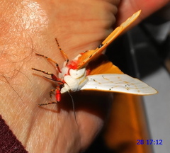 Rhodogastria similis