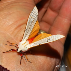 Rhodogastria similis