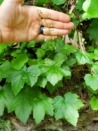 Image of Heuchera villosa by (c) Will Kuhn, some rights reserved (CC BY)