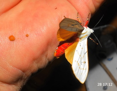 Rhodogastria similis