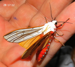 Rhodogastria similis