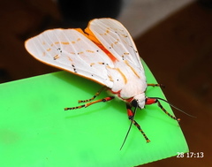 Rhodogastria similis