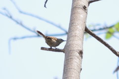 Campylorhynchus jocosus