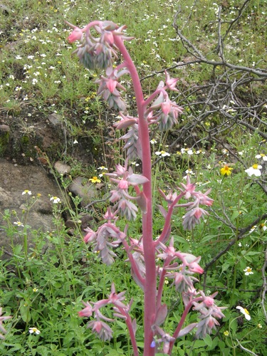 Echeveria gigantea