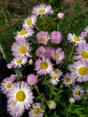 Erigeron