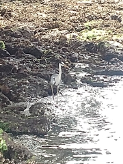 Ardea cinerea