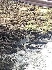 Ardea cinerea