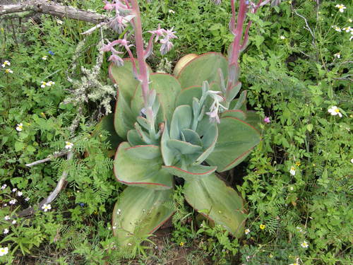 Echeveria gigantea