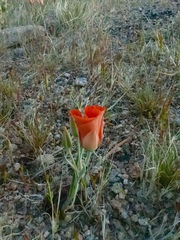 Calochortus kennedyi kennedyi