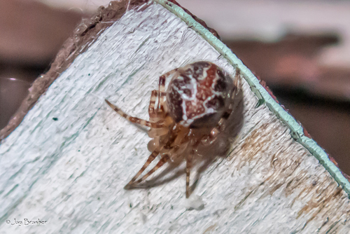 Painted Cobweb Weaver photo 2