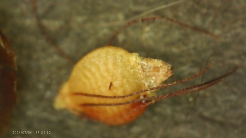 Image of Rhynchospora caduca by no rights reserved