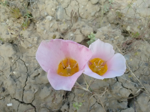 Image of Calochortus ciscoensis by (c) Rafael Medina, some rights reserved (CC BY)