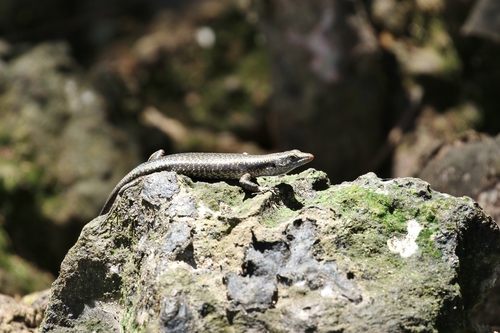 Emoia atrocostata observed 2019-04-03
