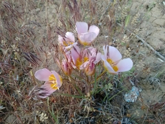 Calochortus ciscoensis
