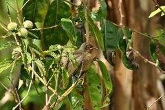 Myzomela rubratra kurodai