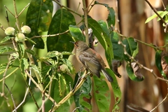Myzomela rubratra kurodai