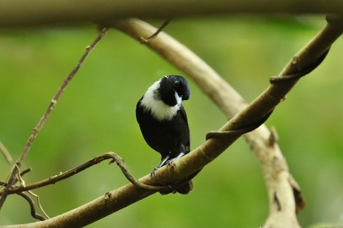Monarcha godeffroyi observed 2019-04-03