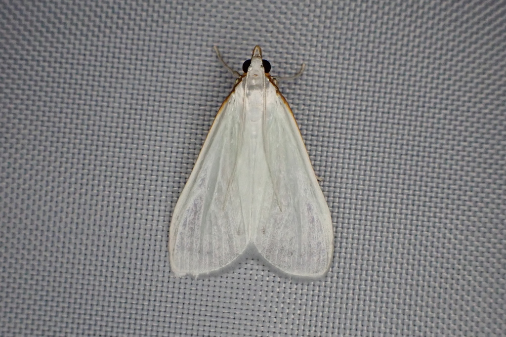 Palpita rotundalis