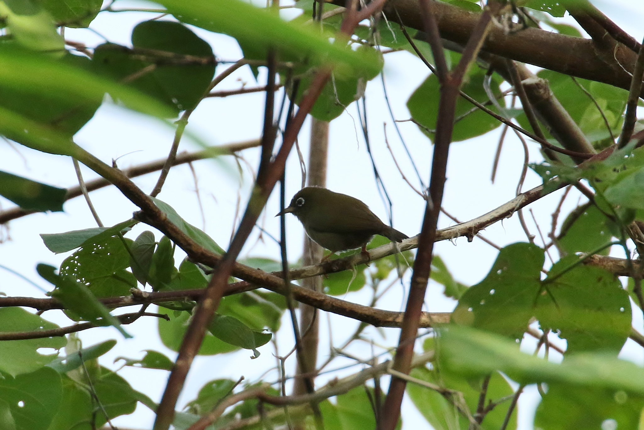 Yap White-eye illustration