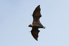 Pelew Flying Fox photo 3