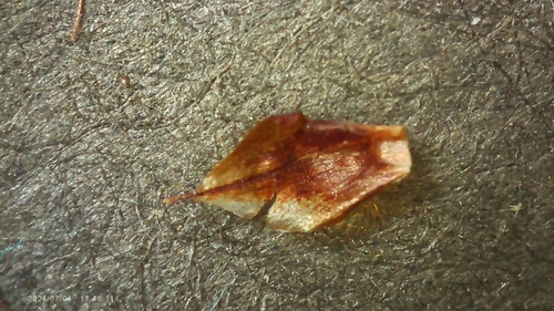 Image of Rhynchospora caduca by no rights reserved