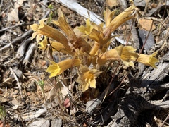 Aphyllon franciscanum