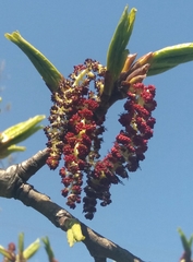 Populus suaveolens