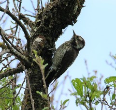 Dryobates stricklandi