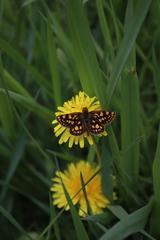 Carterocephalus skada