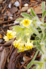 Oreocarya confertiflora