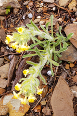 Oreocarya confertiflora