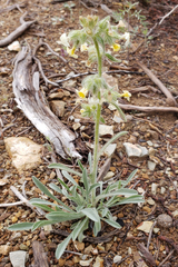 Oreocarya confertiflora