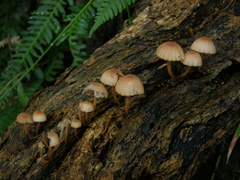 Mycena parsonsii