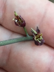 Streptanthus campestris